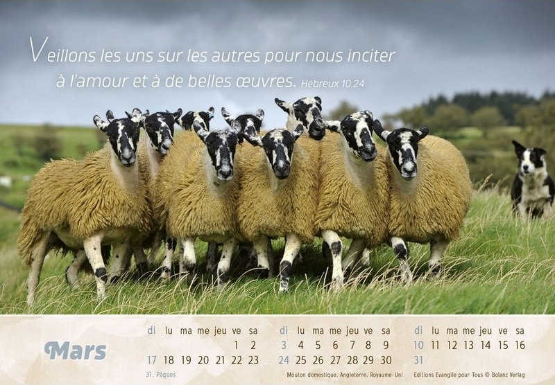 Calendrier Bon Berger (le) - cartes postales